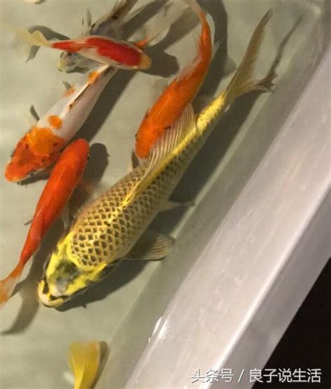 金魚可以混養嗎|【金魚 混養】金魚混養超實用攻略：種類盤點、適合混養品種推。